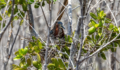 Obraz premium green heron female on nest of eggs