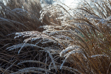 Close up of dried Miscanthus sinensis grass covered in frost, glistening under the soft morning light