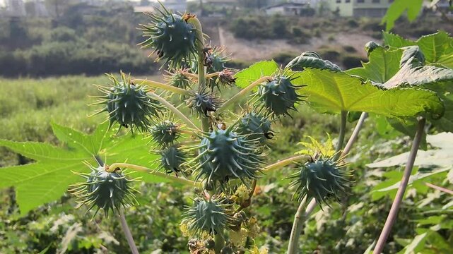 The castor plant is full  