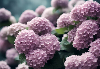 hydrangea background flowers