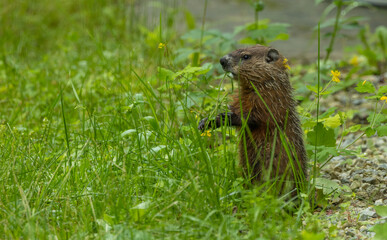 cute marmot woodchuck in tall grass