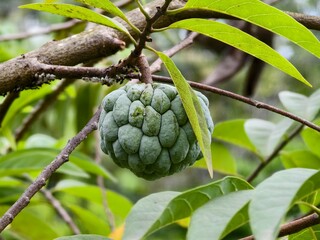srikaya or Annona squamosa fruit with blurred background
