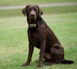 Chocolate Lab Sitting in the Grass