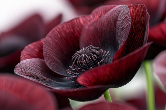 Close up of a red flower with black veins