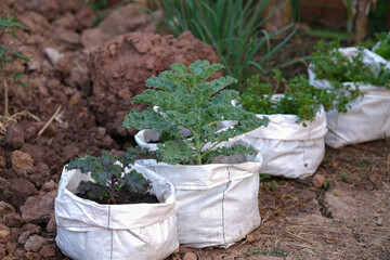 Curly kale, grown for eating, organic vegetables              