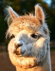 Fototapeta premium A close-up view of an adorable alpaca with soft, fluffy wool softly illuminated by warm sunlight. The farm environment creates a peaceful atmosphere, perfect for animal lovers and nature enthusiasts