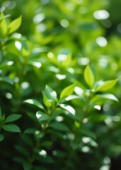 Defocused green leaves background theme bokeh green bokeh green abstract background light bright blur pattern