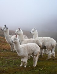 In the fog-drenched highlands, a group of gentle alpacas grazes peacefully. Their fluffy coats contrast beautifully with the soft, muted landscape, creating an ethereal atmosphere