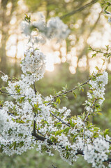 blooming tree in the park in prague czech republic in spring with sunlight and white flowers