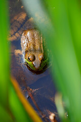Frog, Inniswood Metro Gardens, Westerville, Ohio