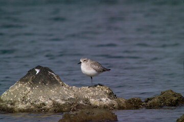 sea bird on the rocks, Grey Plover Pluvialis squatarola. Casaraccio Lagoon. Stintino. Sardinia. Italy