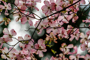 Magnolia Flowers, Inniswood Metro Gardens, Westerville, Ohio