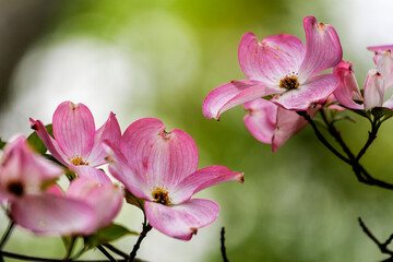 Obraz premium Magnolia Flowers, Inniswood Metro Gardens, Westerville, Ohio