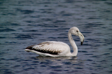 pink flamingo (Phoenicopterus ruber), young Stintino, Sardinia, Italy. (Greater) Flamingo. Italy