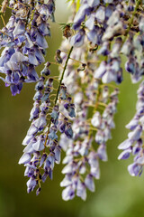 Purple Wisteria Flowers, Inniswood Metro Gardens, Westerville, Ohio