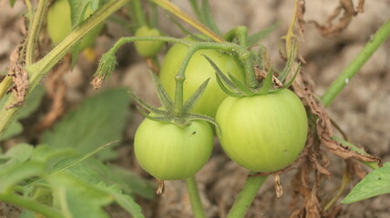 Green tomatoes still attached to the vine. The image captures the tomatoes' slightly fuzzy texture and their early stages of development. Surrounding the tomatoes are green leaves,