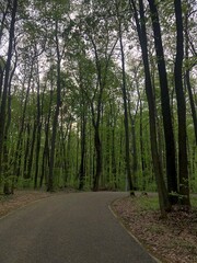Fototapeta premium A lush green forest with tall trees reaching towards the bright blue sky on a sunny day. Sunlight filters through the leaves, creating a peaceful and refreshing natural scene. 
