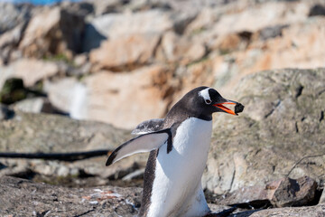 Gentoo building the nest with the stones. Antarctica