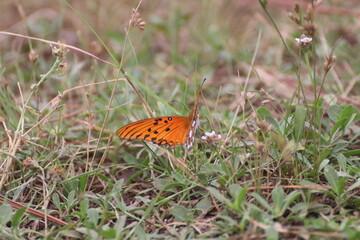 Vuelo de mariposa