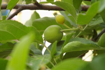 A green apple is hanging from a tree