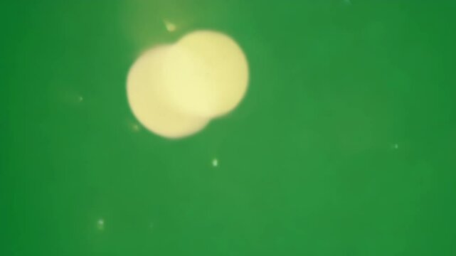 Flickering lights hover softly evoking a sense of tranquility and wonder. Green screen chromakey