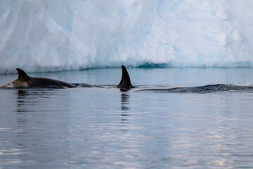 Fototapeta premium Orca's back in the ocean. Killer whale in the wild nature. Antarctica. Orcinus orca.