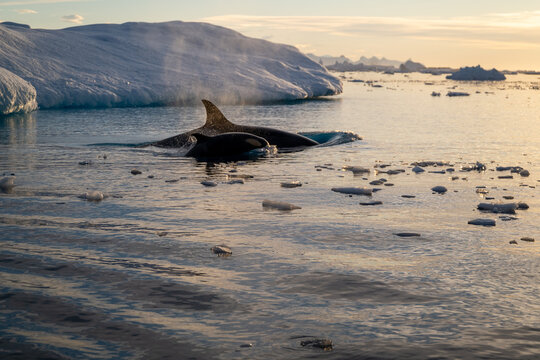Orca's back in the ocean. Killer whale in the wild nature. Antarctica. Orcinus orca.