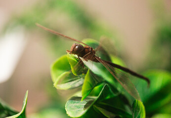 dragonfly resting on a leaf