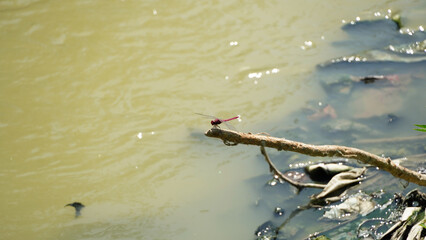 red dragonfly resting on a branch above a pond