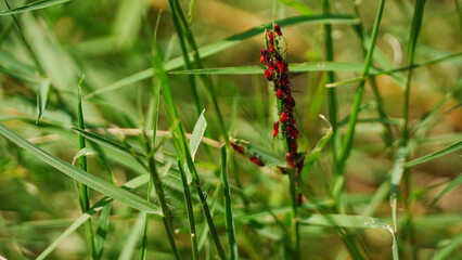 Many red insects piled up in the grass