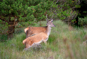 Wild Deer in the forest in Co Wicklow, Ireland, Irish wild life, 