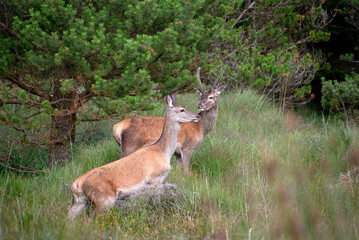 Wild Deer in the forest in Co Wicklow, Ireland