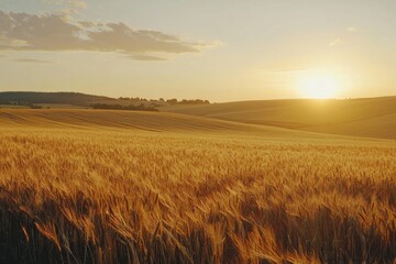 Expansive farmland with golden crops swaying in the breeze under a soft sky.