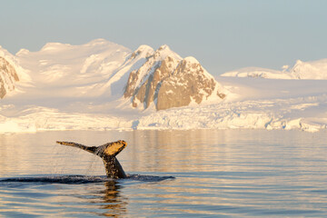 Humpback whale's tail. Whales in Antarctica. © Oleksandr Matsibura