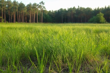 Obraz premium Beautiful landscape of a green grass and a forest in the background on a sunny day in spring.