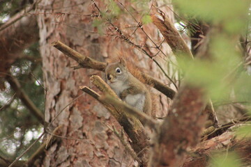 squirrel on tree