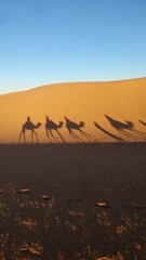 camels in the sahara desert