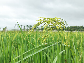 Close-up of Green Paddy Rice Growing in Field, Green Rice Field with Young Paddy Plant, Cultivated Green Rice Field, Agriculture Concept