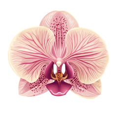 Orchid Head Vector Illustration | Elegant Floral Artwork for Logos & Digital Designs  
