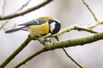 Kohlmeise mit Futter  im Winter auf einem Ast / Vogel