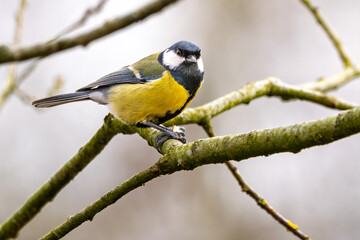 Kohlmeise mit Futter  im Winter auf einem Ast / Vogel