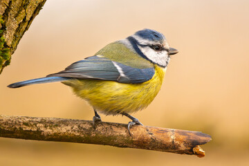 Blaumeise im warem Licht (blue tit) im Herbst, Winter auf einem Ast / Vogel