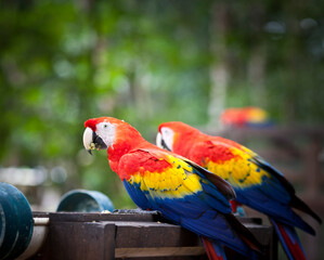 Wild Scarlet Macaw (Ara macao macao) living near the Mayan Copan Ruinas in western Honduras