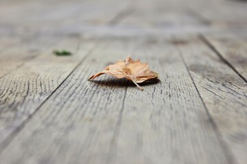 autumn leaves on wood
