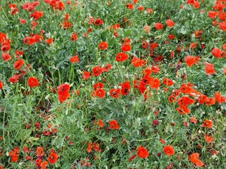 field of bright red poppy flowers
