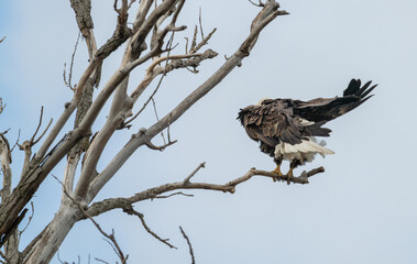 American bald eagle fluffs its feathers as it perches on a bare tree branch.
