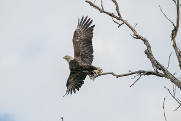 American bald eagle taking off from a tree branch.