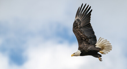 American bald eagle in flight. © Lecia Michelle