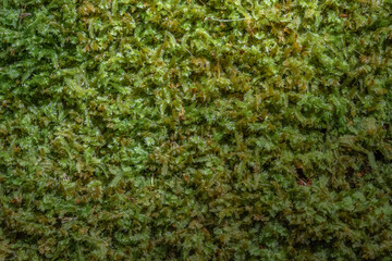 Moss Growing. Green floor of temperate rainforest. Texture