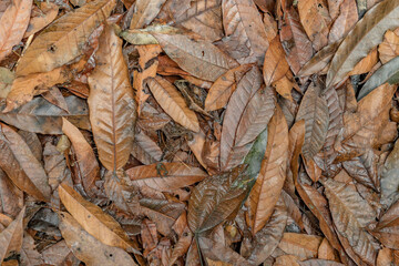 Natural spring texture- Background of colourful fallen leaves and twigs on the forest ground